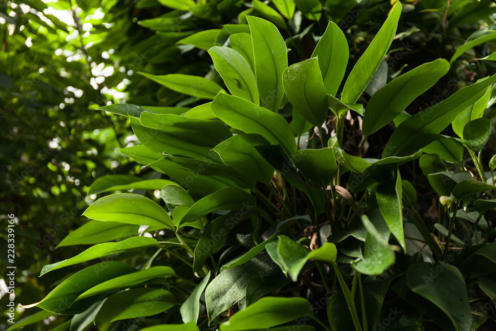 Natural tropical leaves. Pattern. Natural tropical leaves. Pattern.