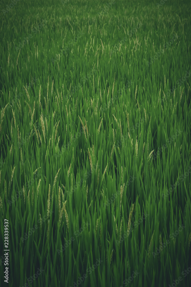 Green paddy field Green paddy field