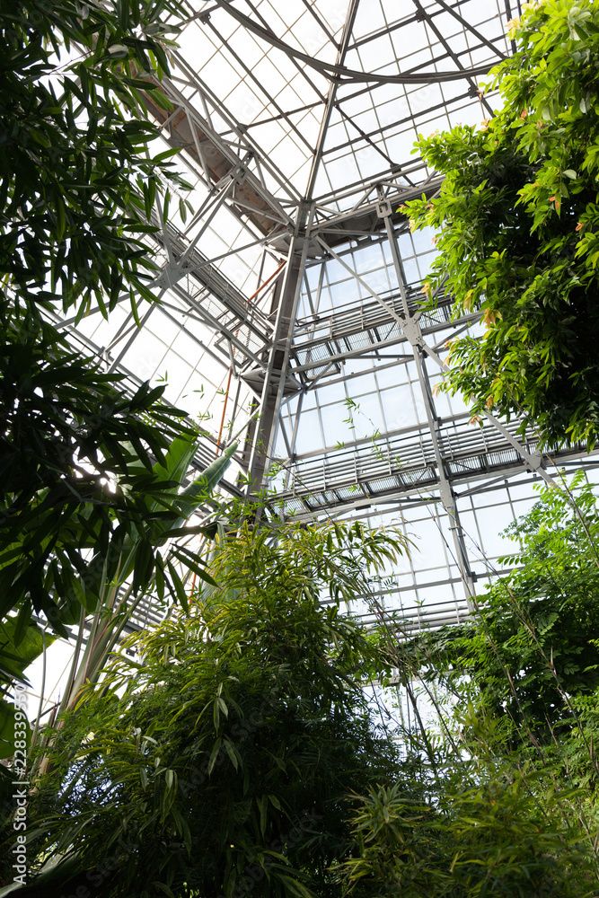 View of a tropical greenhouse with evergreens on the background of a glass roof.