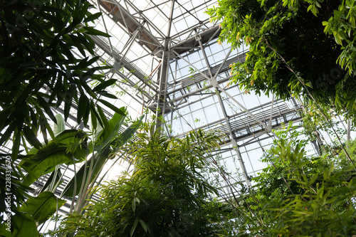 Exotic evergreens in a tropical greenhouse.