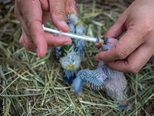 little sun conure bird being fed with a syringe photo