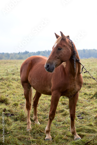 Bay horse on pasture