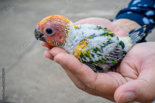 baby sun conure bird on hand photo