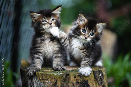 2 brown ticked kittens sitting on a wooden log and playing together, 1 cat pushing another cat who seemed sleepy. Sleepy kitty in garden. Cat outdoor in daytime lighting. Adorable small cat.