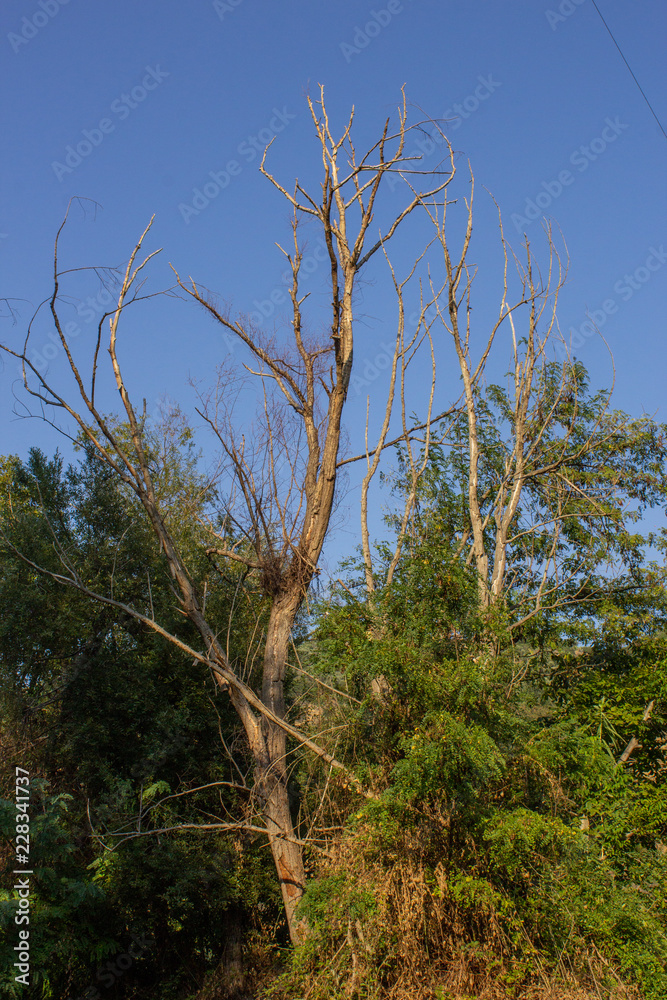 Obraz premium Old tree in the forest