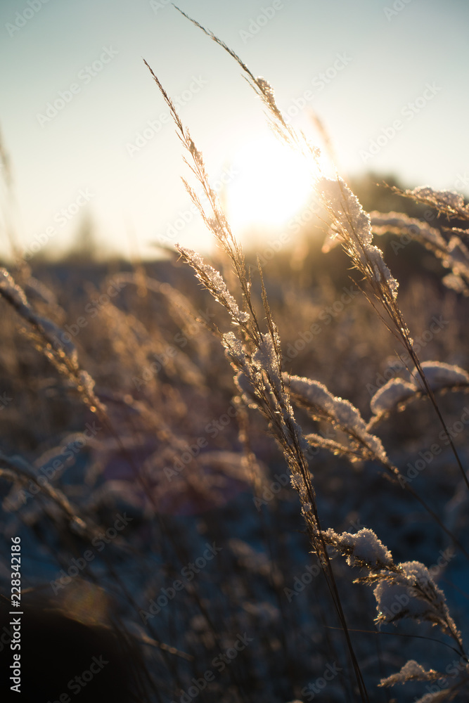 Obraz premium Frozen grass