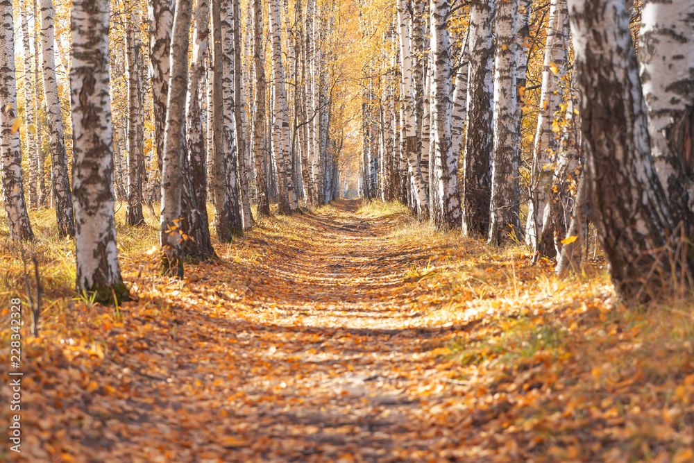 Obraz premium Autumn birch alley.walkway between trees for a walk.