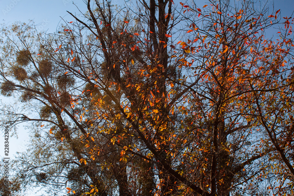 herbst herbst