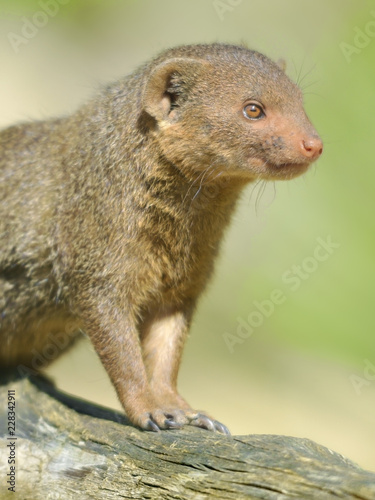 Closeup dwarf mongoose (Helogale parvula) 