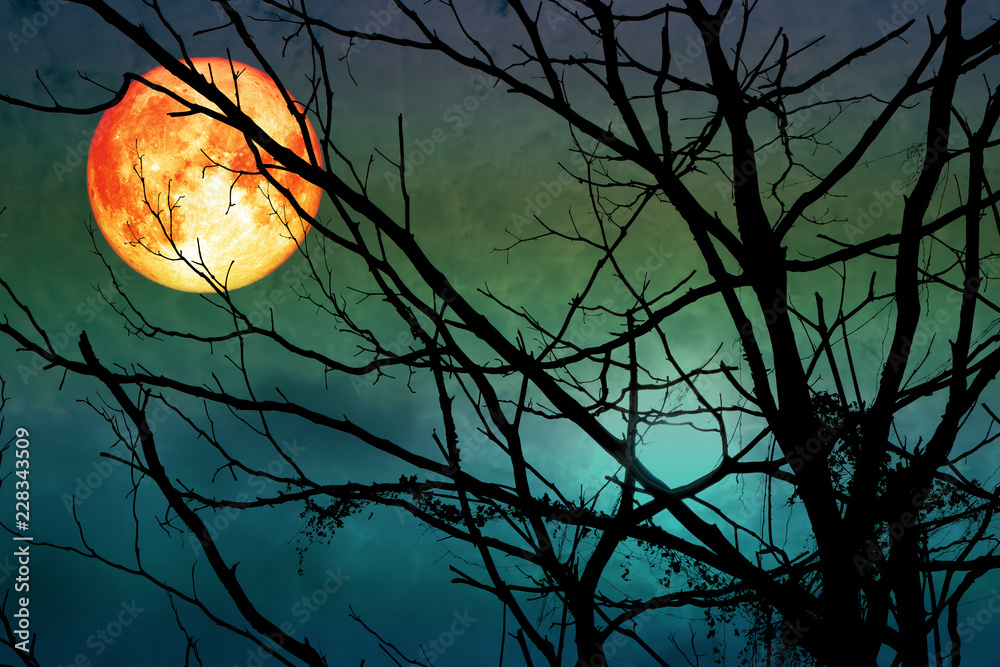 Fototapeta premium blood moon floats on the sky in the shadow of the hands of dried branches and leaves in the forest