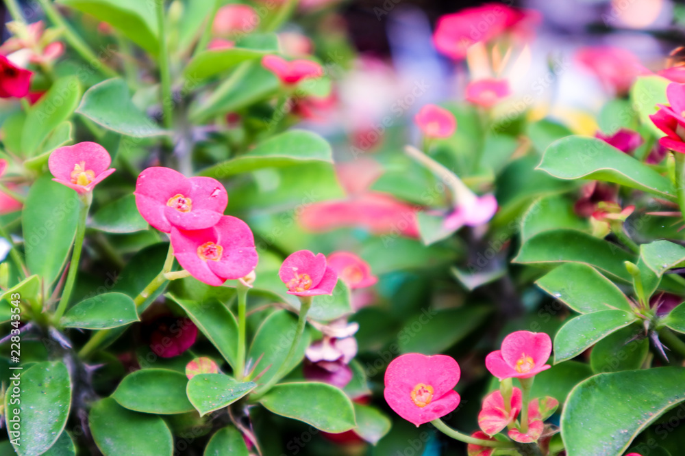Crown of Thorns, Christ Thorn red flower found in tropical countries Crown of Thorns, Christ Thorn red flower found in tropical countries
