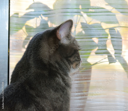 The beautiful gray cat looks big surprised eyes. Favorite pet. Predatory gaze.