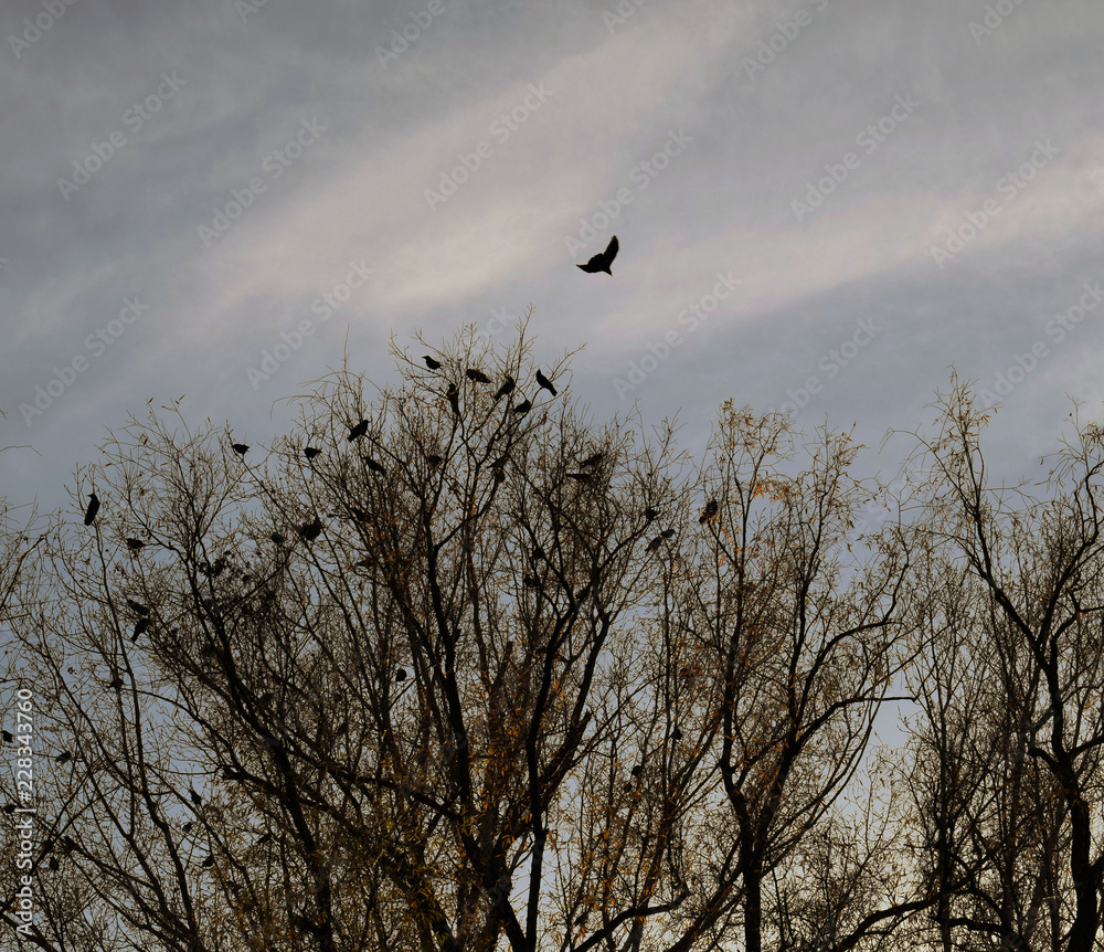 Black crows sit on the branches of a tree. Dark sky. Gloomy background. Storm cloud. Bad weather. Many birds on the tree. Bare dry branches. Black crows sit on the branches of a tree. Dark sky. Gloomy background. Storm cloud. Bad weather. Many birds on the tree. Bare dry branches.