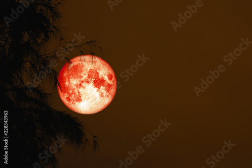 red blood moon back silhouette tree night red sky