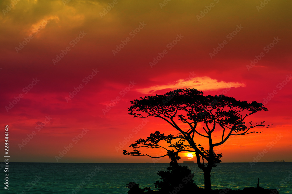 sunset back over silhouette branch tree  on evening sky and see the ocean
