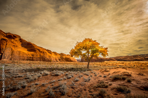 cotttonwood tree, desert photo