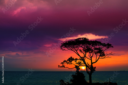 sunset back over silhouette branch tree on evening sky and see the ocean