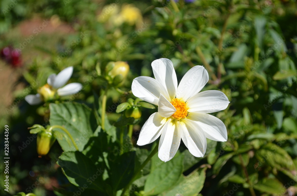 White Flower White Flower