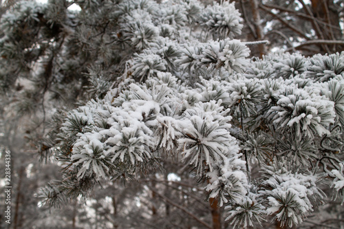 snow covered tree branches © Татьяна