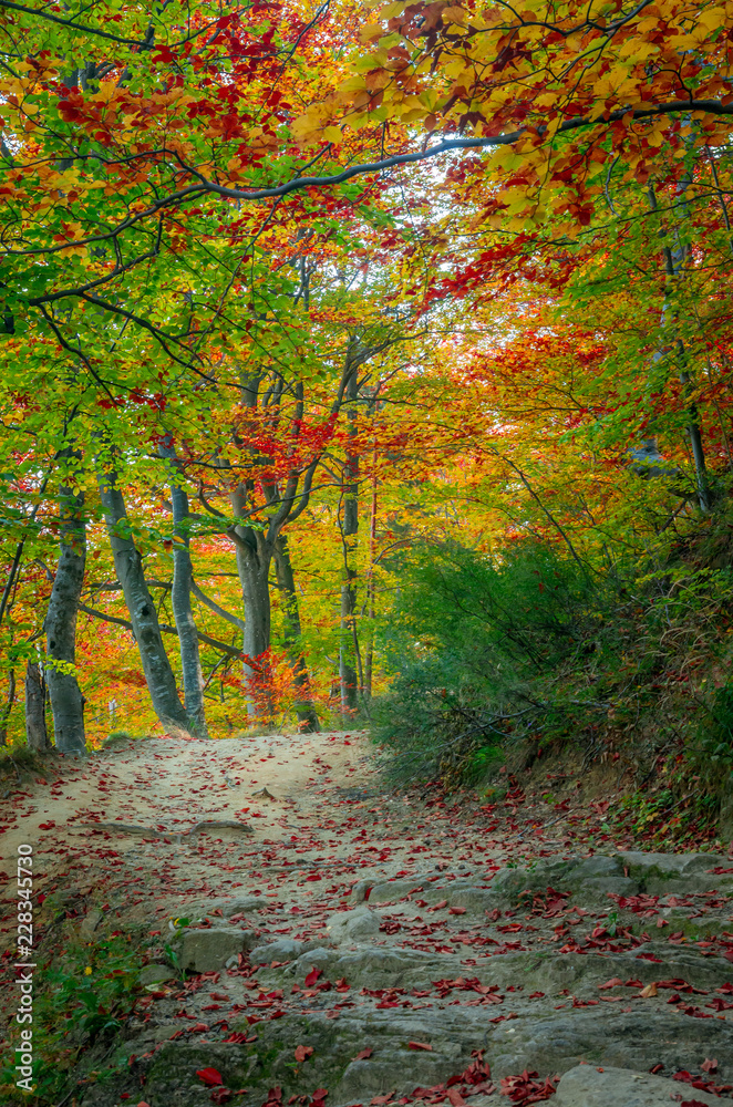 Autumn in Cozia, Carpathian Mountains, Romania. Vivid fall colours in forest. Scenery of nature with sunlight through branches of trees. Colorful Autumn Leaves. Green, yellow, orange, red.