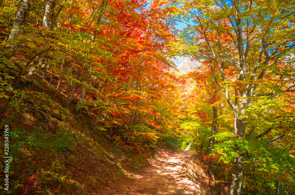 Autumn in Cozia, Carpathian Mountains, Romania. Vivid fall colours in forest. Scenery of nature with sunlight through branches of trees. Colorful Autumn Leaves. Green, yellow, orange, red.