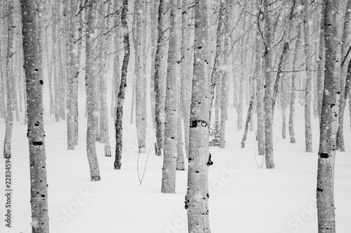 Wasatch Mountains, Utah.photo:Adam Clark
