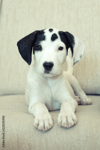 Precioso cachorro de american staffordshire de 3 meses blanco con manchas negras en la cara tumbado de frente mirando a la cámara en un sofá