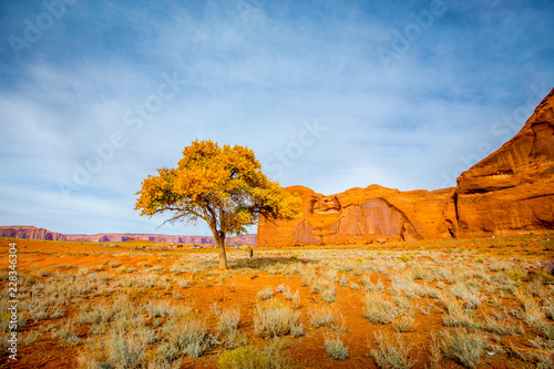 Cottonwood Tree