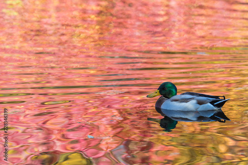 The duck or drake in the city lake or the pound cleaning plumage in the water colored in yellow, red and orange by means of the beak