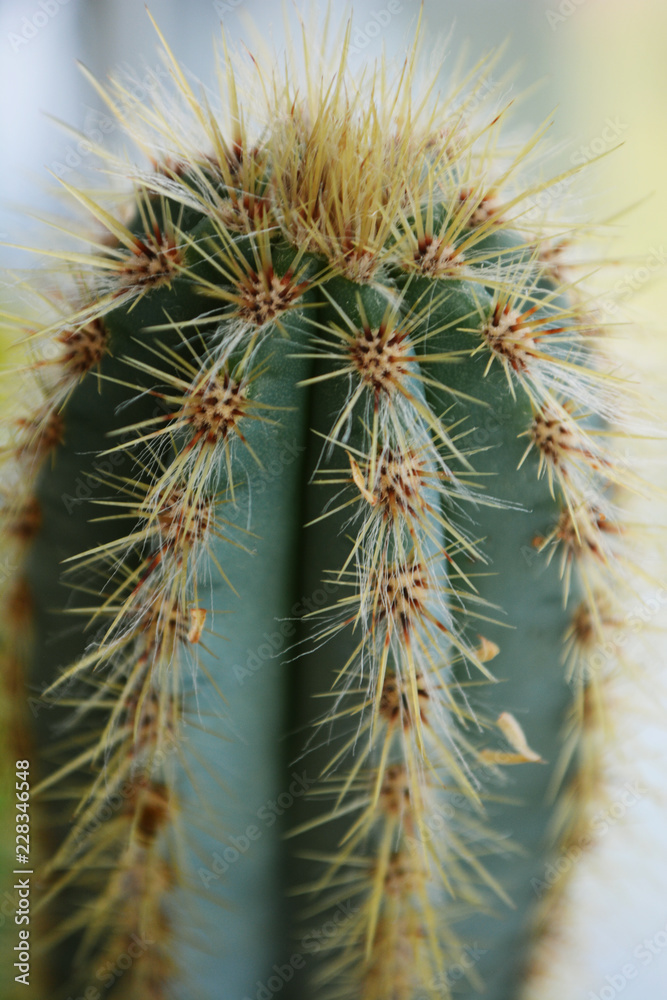 potted cactus on the windowsill potted cactus on the windowsill