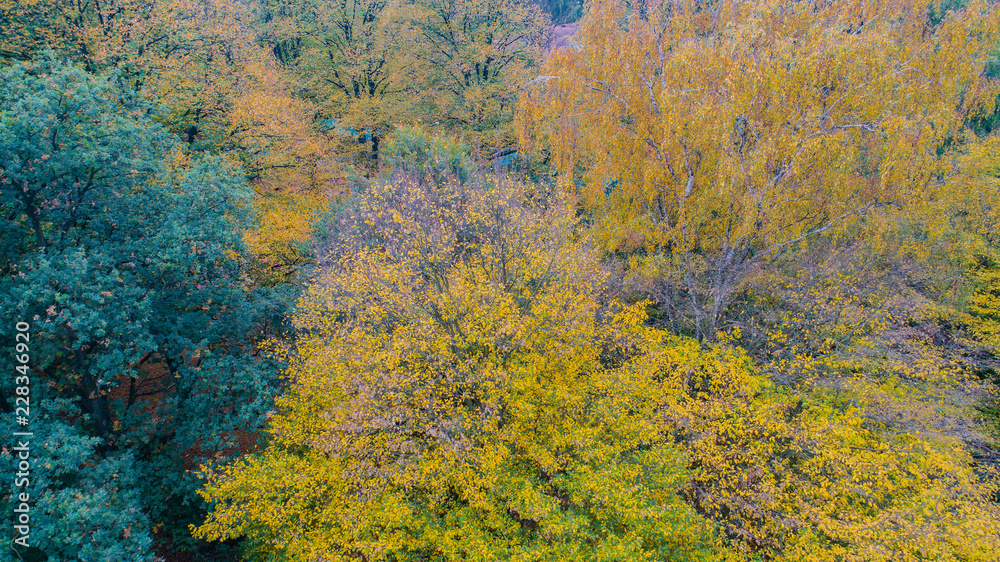 Blätter bekommen eine andere Farbe zum Herbstanfang Blätter bekommen eine andere Farbe zum Herbstanfang