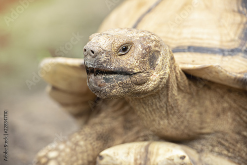 tortoises © venusvi