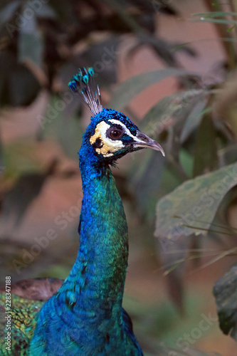 Photography Peacock, Kuala Lumpur, Malaysia