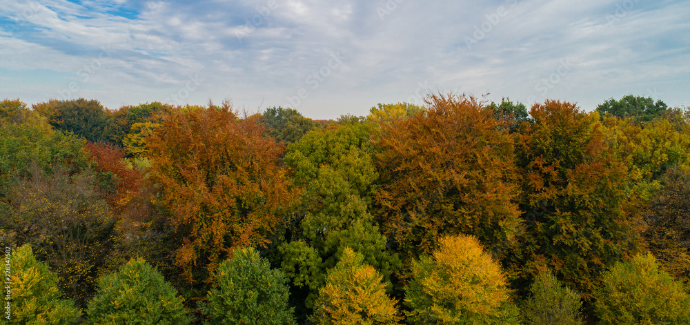 Fototapeta premium Blätter bekommen eine andere Farbe zum Herbstanfang