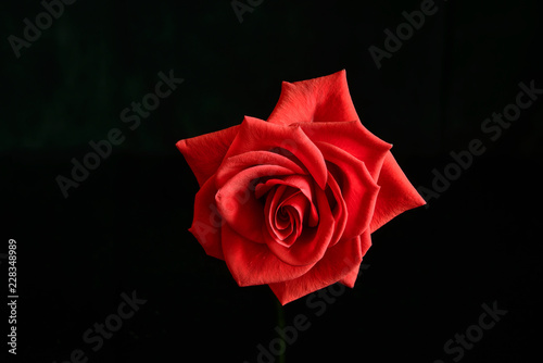 Rose isolated on black background
