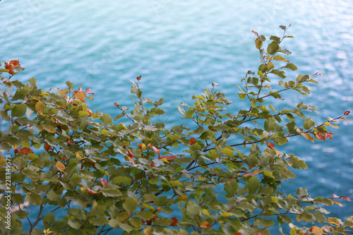 Colorful autumn leaves on twig above blue water at Walchensee