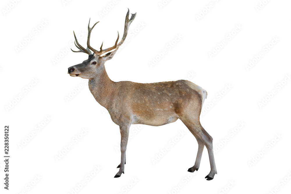 Obraz Noble deer isolated