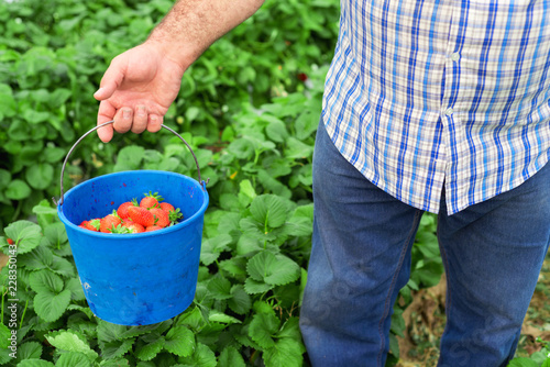 Farmer holding blue bucket in a strawberry field © herraez