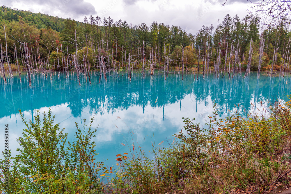 blue pond in Biei, Hokkaido Japan
