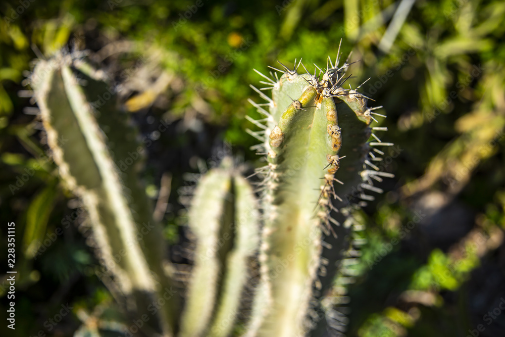 Cactus in the Judean desert