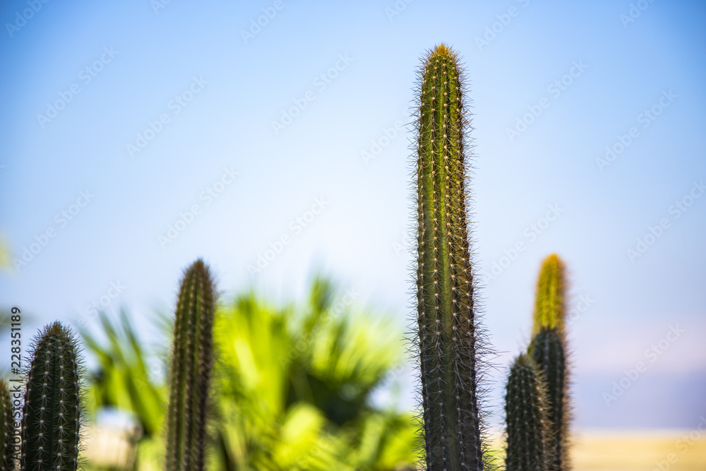 Cactus in the Judean desert Cactus in the Judean desert