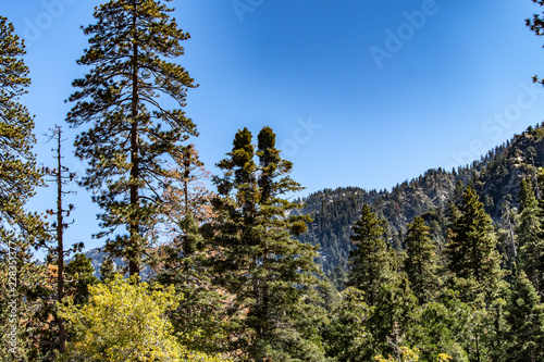 Aerial view of Forest Falls and Oak Creek in the San bernardino Mountains and National Forest with blue sky, green and yellow trees and plants