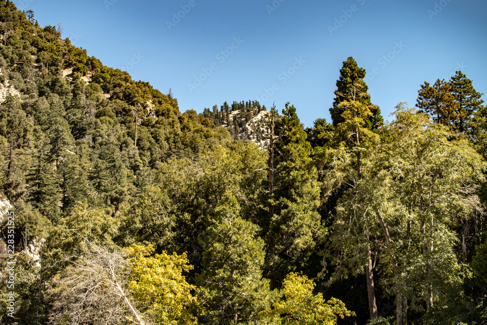 Aerial view of Forest Falls and Oak Creek in the San bernardino Mountains and National Forest with blue sky, green and yellow trees and plants Aerial view of Forest Falls and Oak Creek in the San bernardino Mountains and National Forest with blue sky, green and yellow trees and plants