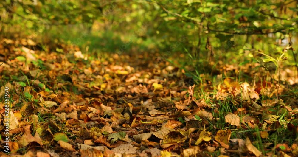 A walk along a path covered with falling autumn leaves a close-up view from the bottom while walking along the trail. A walk along a path covered with falling autumn leaves a close-up view from the bottom while walking along the trail.