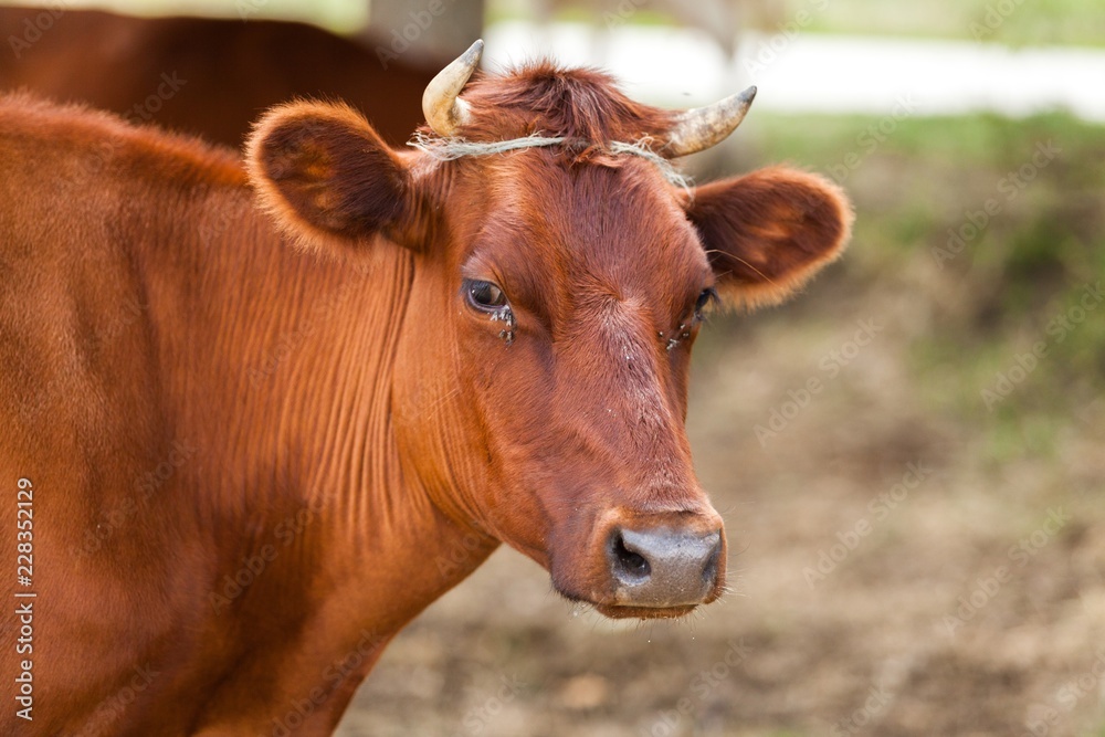 Dairy Cow on a Pasture