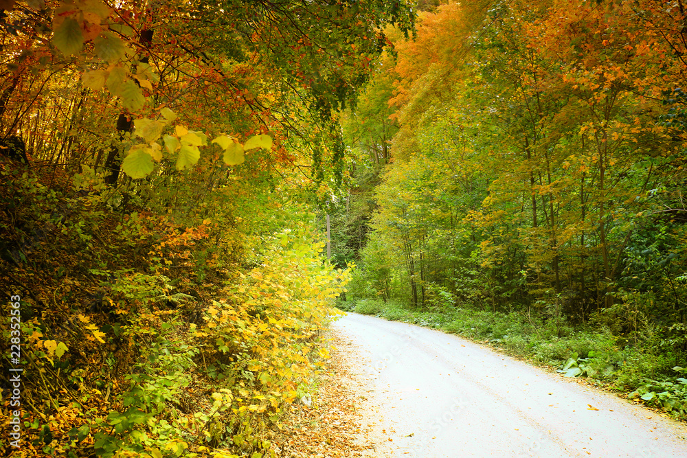 Autumn forest. Beautiful forest with country road