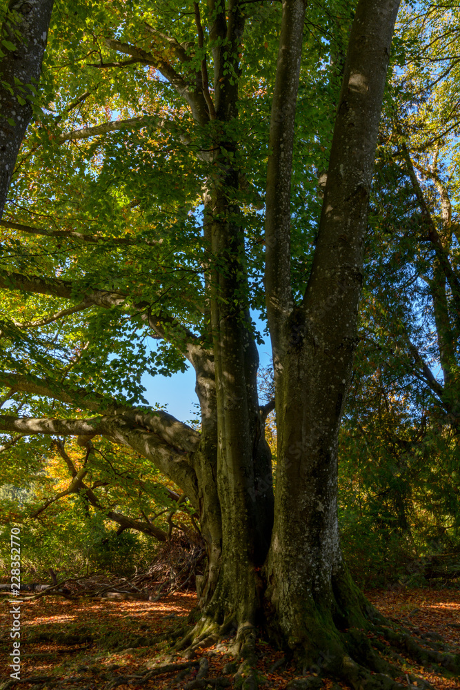 Buchenbaum im Herbst mit grün-gelben Blättern