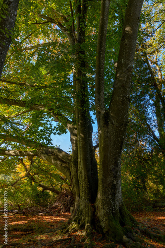 Buchenbaum im Herbst mit gr  n-gelben Bl  ttern