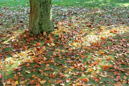 An image of a autumn leves