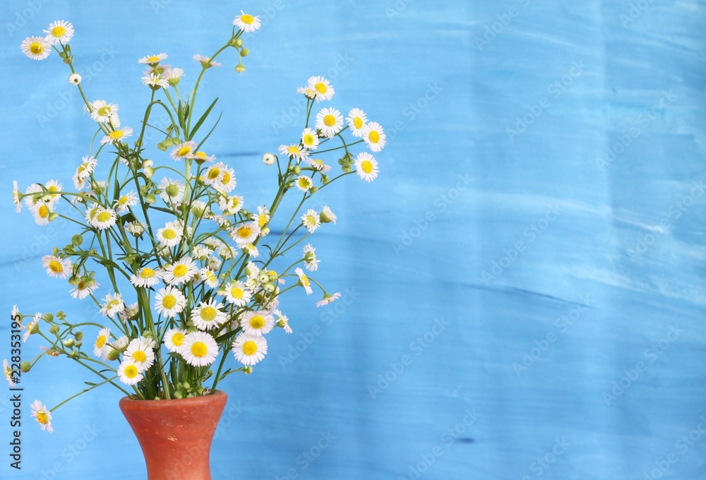 White flower in vase on blue background